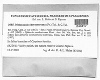 Melanconis chrysostroma image